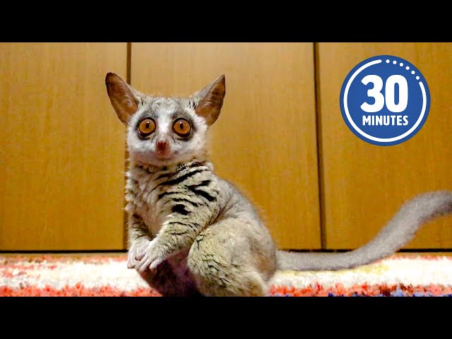 The Weirdest Little Guys 😯 🤣 | 30 Minutes of FUNNIEST Pets