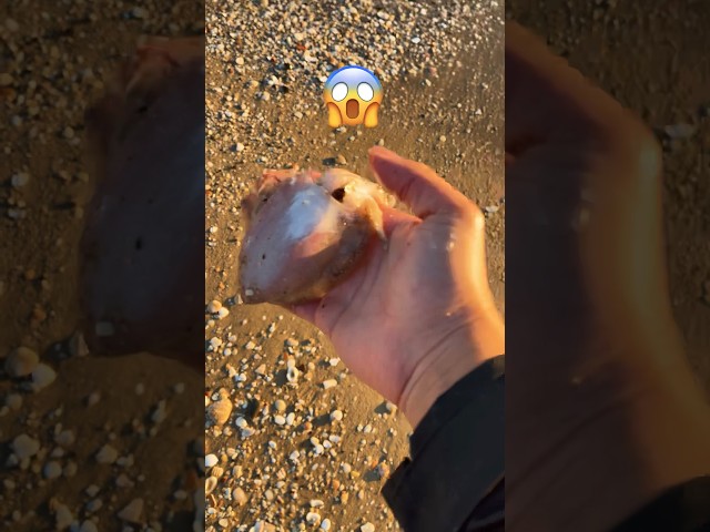 I got bitten by a Cuttlefish! Before saving it from the shore 😱 #shorts