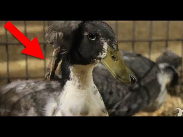 This Duck Has a Foot Growing On Its Head - Smarter Every Day 25