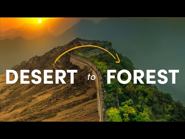 How China Turned the Desert Green (and why it went wrong)