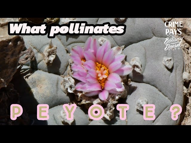 What Pollinates Pyote?