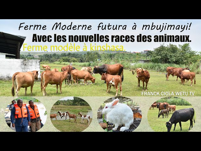 #mbujimayi:visitons la ferme moderne d'un kasaien différent des autres|#FERME #FUTURA à#Kinshasa.