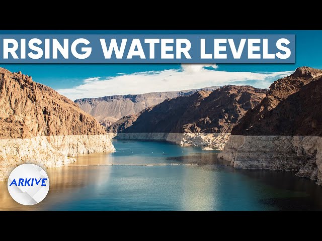 The Real Reason Lake Mead's Water Levels are Rising