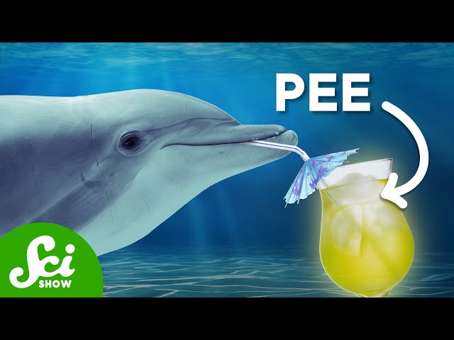 Dolphins...Kinda Pee Their Names