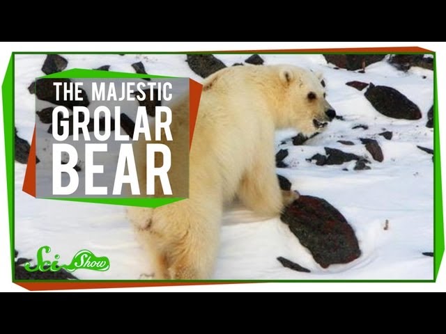 The Majestic Grolar Bear