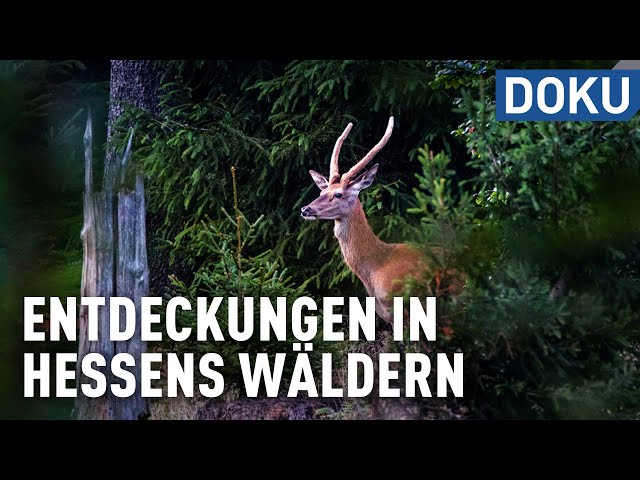 Entdeckungen in Hessens Wäldern | doku | erlebnis hessen