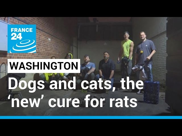 Dogs and cats: Washington, DC’s ‘new’ cure for rats • FRANCE 24 English