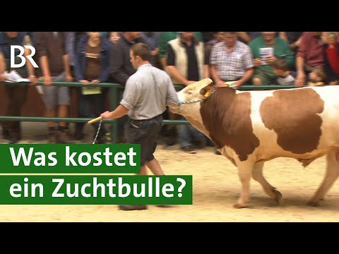 Besamungsstation kauft teuersten Fleckvieh-Zuchtbullen bei Auktion | Unser Land | Stier | BR