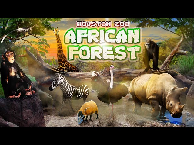 Zoo Tours: The Houston Zoo's African Forest (2010)