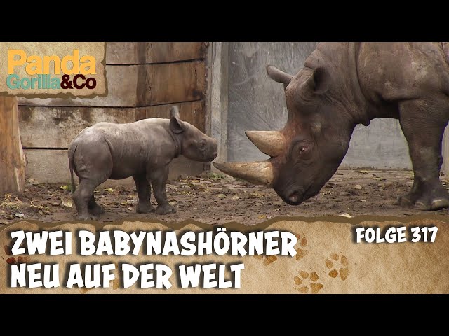 Zwei Besondere Geburten im Zoo Berlin | Panda, Gorilla & Co.
