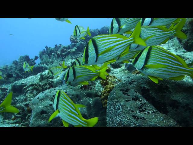 Diving In Cozumel: Reef And Fish [HD]