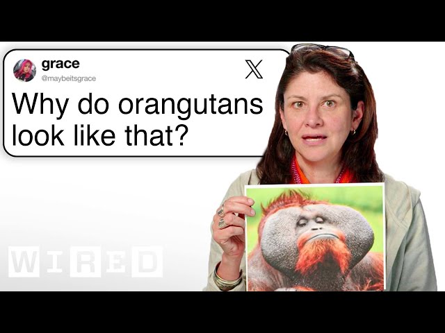 Primatologist Answers Ape Questions From Twitter | Tech Support | WIRED