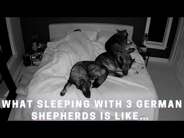 What Sleeping With Three German Shepherds Is Like