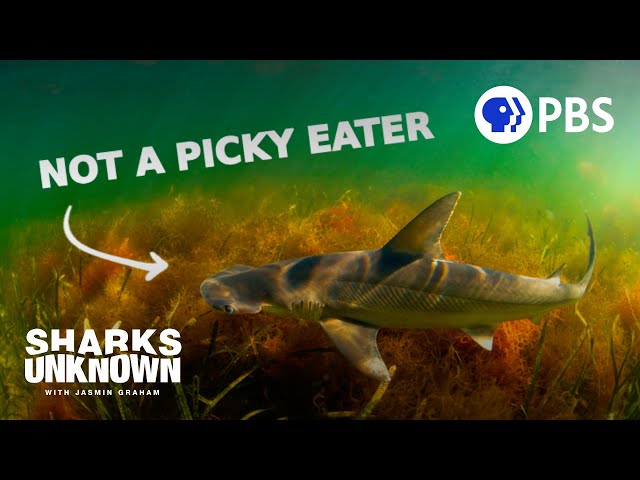 These Sharks Eat Plants (And It Gets Weirder.)