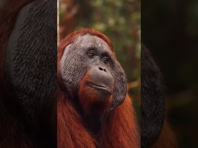 Save Orangutan 🙏❤️