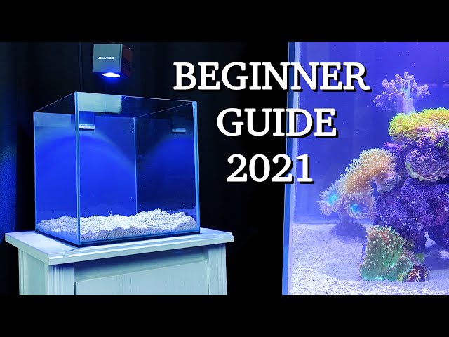 No money, no problem - REEF TANK BASICS - "how to start a saltwater aquarium" BEGINNER GUIDE 2021