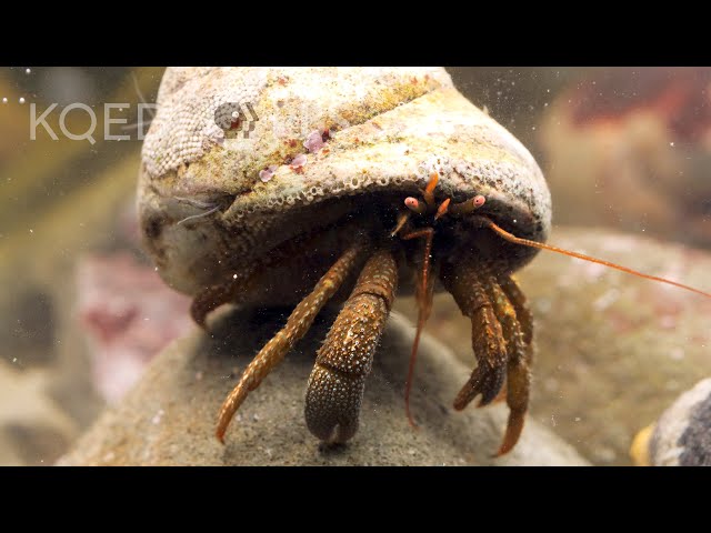 These Feisty Hermit Crabs Brawl Over Snail Shells | Deep Look