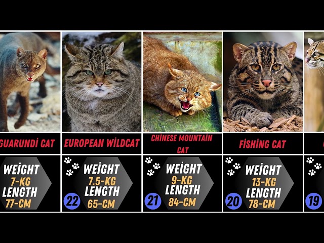 All 40 Species Of Wild Cat  Length And Weight  Comparison #cats