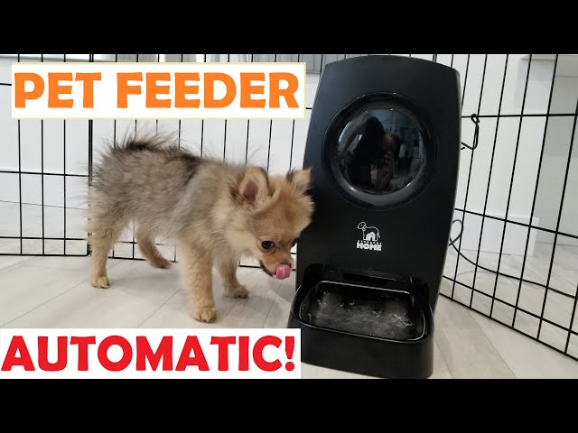HOW TO FEED YOUR PET AUTOMATICALLY - Automatic Pet Feeder