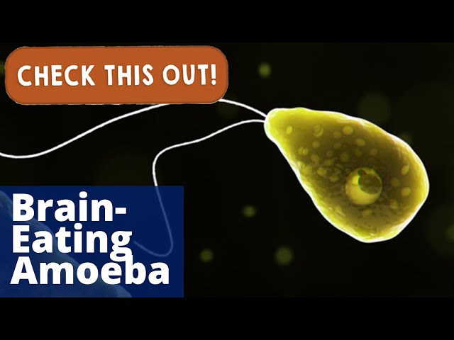 Brain-Eating Amoeba | Check This Out!