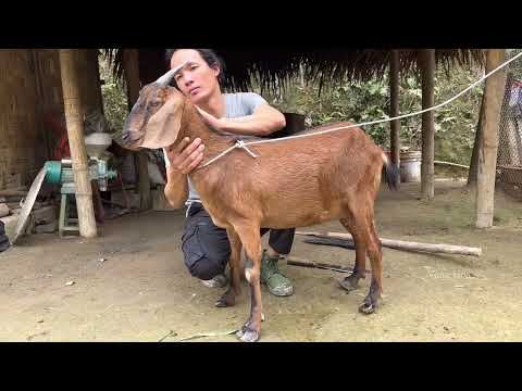 Zon sells wild boars to pretty girls and builds cages for goats, vang hoa, king kong amazon