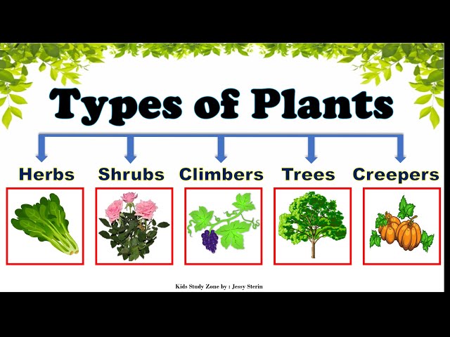 Types of Plants |Types of Plants for Kids | Plants around us | Different types of Trees |