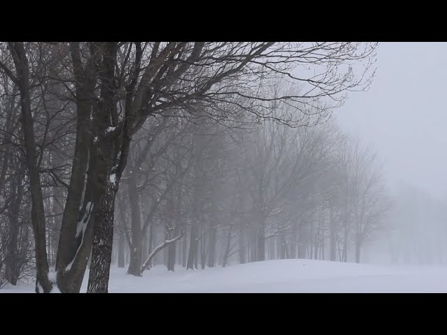 Winter's Whispers | 1 Hour of Ambient Forest Music
