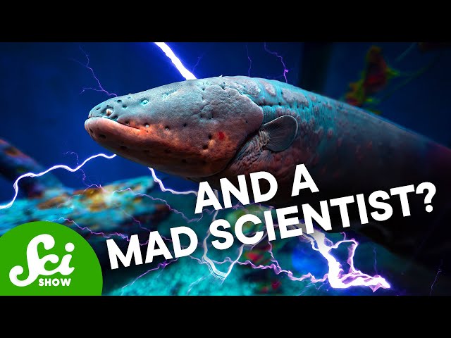 I’m A Genetic Engineer. I’m Also a Fish.