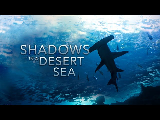Shadows in a Desert Sea | HD |