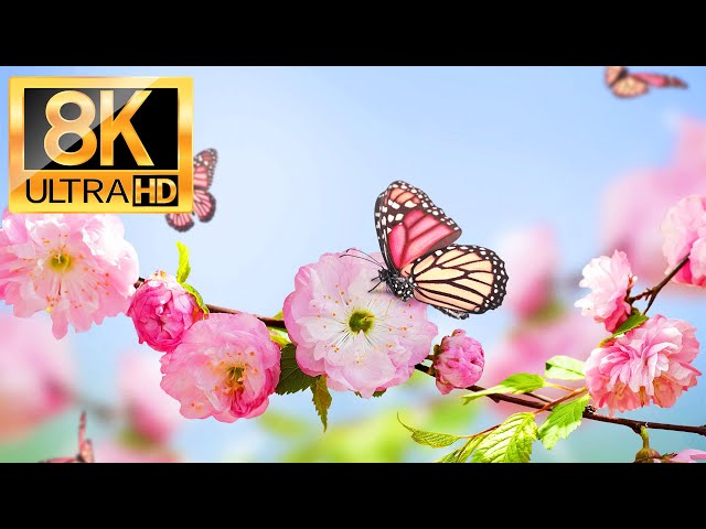 8K Flower Nature - Breathtaking Colors of Nature in 8K