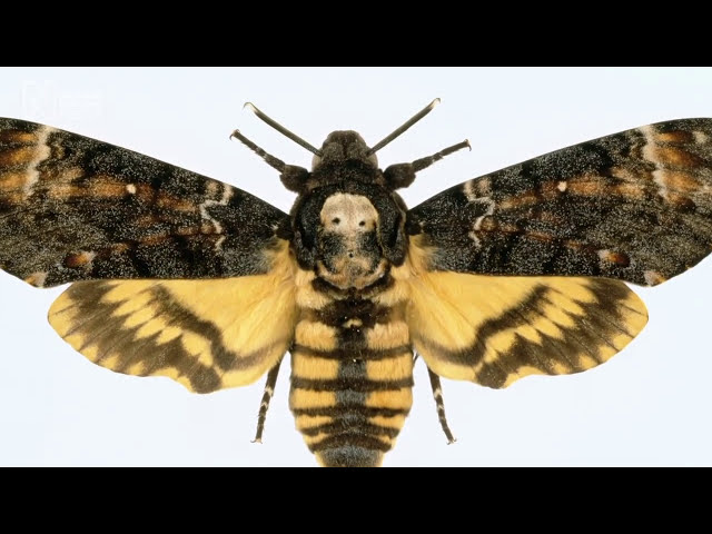 Death's-head hawkmoth | Natural History Museum