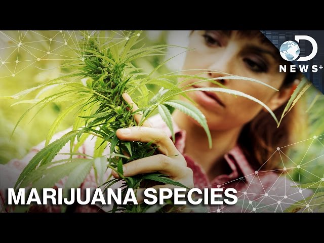 Where Did Marijuana Come From, And How Did It Spread?