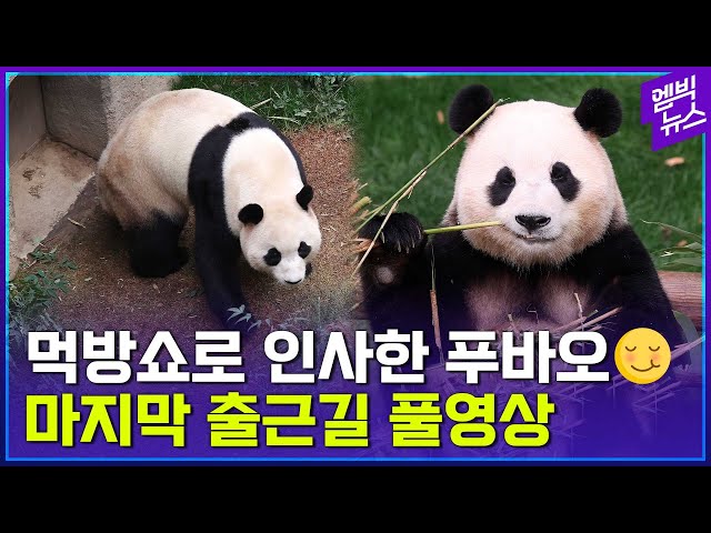 [소장용 전체공개] 푸바오 마지막 먹방 in 대한민국..30분 풀영상 풉니다! (feat 3가지 각도)