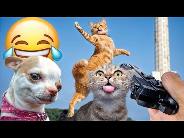 The very best and MOST Funniest CAT AND DOG moments 😅 No laugh challenge Funny Animals Videos 2024
