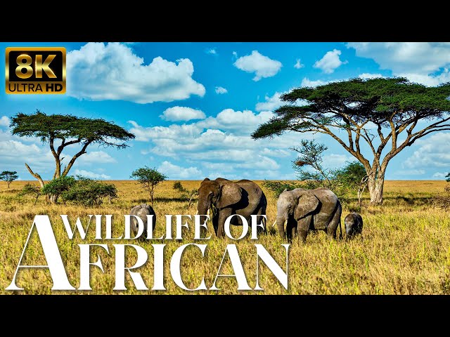 4K African Safari Wildlife: Wild Animals in Arusha National Park With Relaxing Music