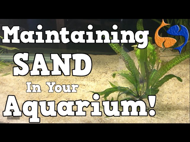 Maintaining A Sand Substrate In Your Aquarium! KGTropicals!!