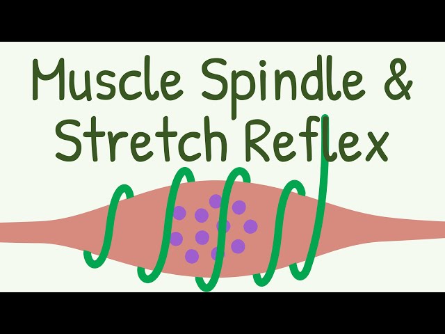 Muscle Spindle & Stretch Reflex || Knee Jerk Reflex