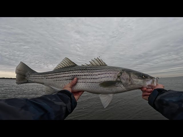 Early Spring Striped Bass Fishing With Bucktails
