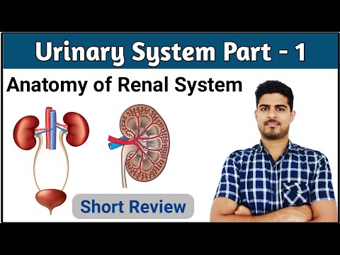 Urinary System ( Renal System )