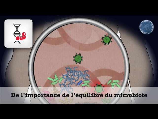 [ScienceLoop] Comment les microbiotes influencent-ils le fonctionnement du corps humain ? [2/3]