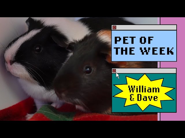 Pet of the Week - William & Dave
