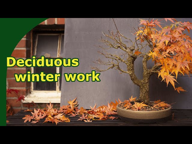 Winter work for deciduous bonsai (Shown on a Arakawa Japanese Maple)