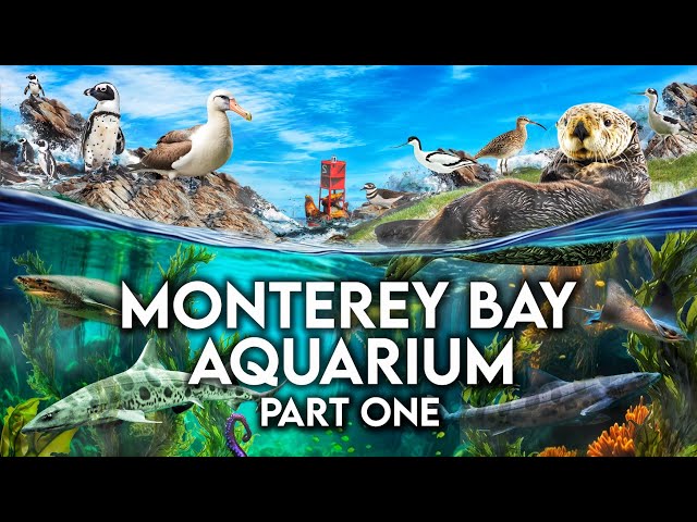 Zoo Tours: Monterey Bay Aquarium | PART ONE