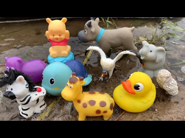 Learn and Play: Exciting Zoo Animal Facts & Toys for Kids!
