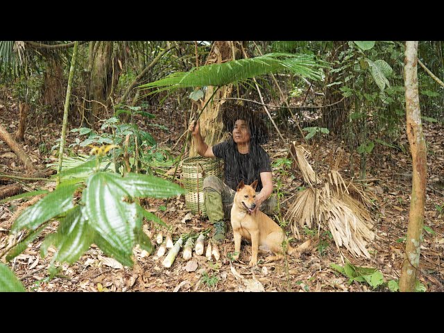Harvesting Bamboo Shoots and Wild Vegetables, Knitting Bamboo Hats and Cooking | EP.339
