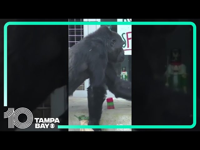Gorillas at San Francisco Zoo treated to holiday-themed treats #shorts