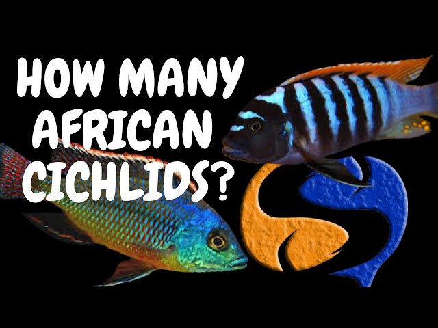 How many African Cichlids can I put in my tank Tank Talk 7/11/13 Pres. by KGTropicals