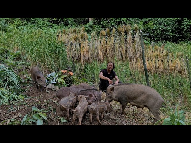 Preparing To Release Pigs To The Wild, Survival Instinct, Wilderness Alone, survival, Episode 149