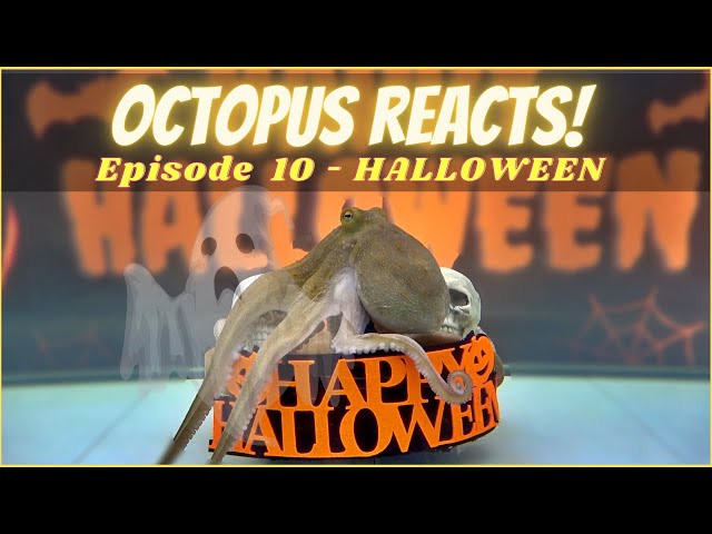 Octopus Reacts - Halloween Special - Episode 10