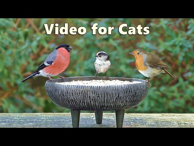 Videos for Cats to Watch Birds - Garden Bird Extravaganza - 8 Hours NEW ✅